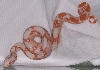 Sunglow baby #6 05-08 curly Q post first shed