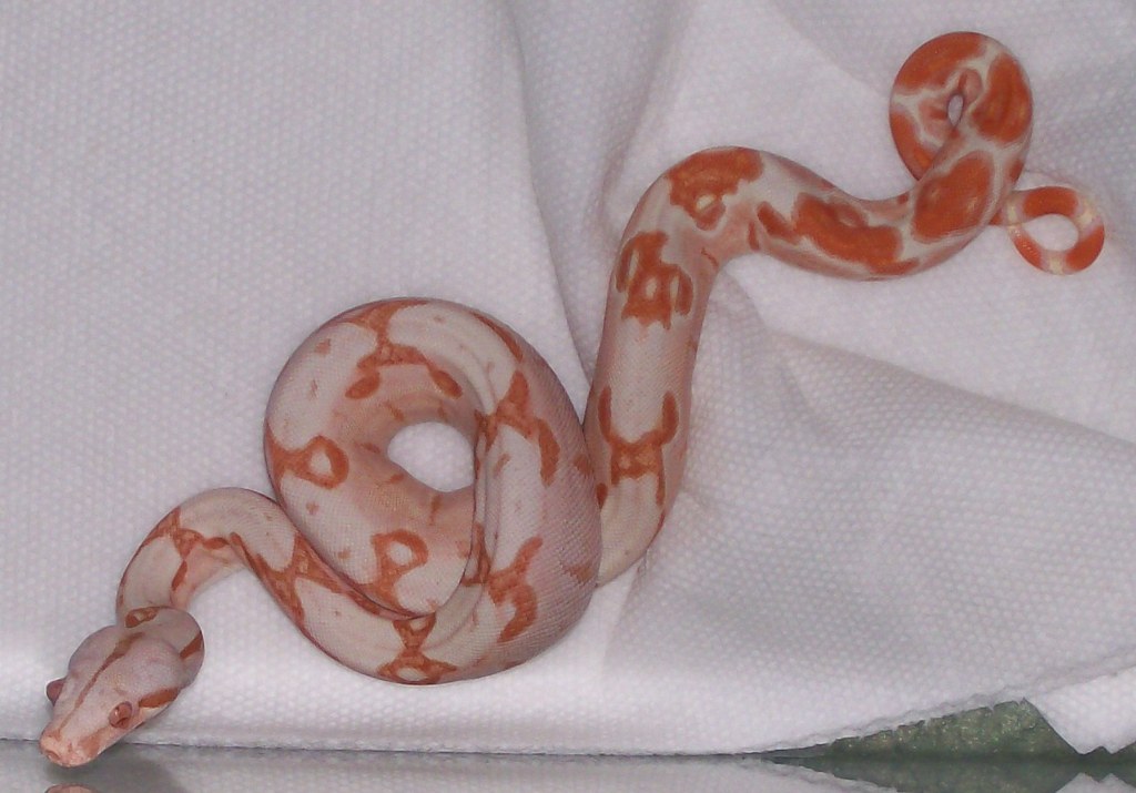 Sunglow baby #6 05-08 curly Q post first shed