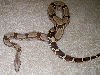 female suri 2
