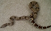 female suri 4
