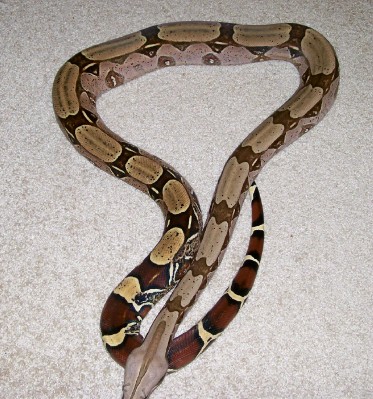 female suri