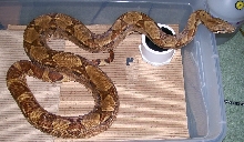 Weasley 9-07 in cage