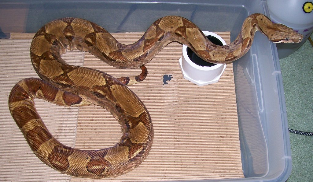 Weasley 9-07 in cage