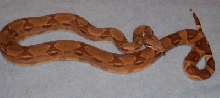 Weasley 2-06 inside curled