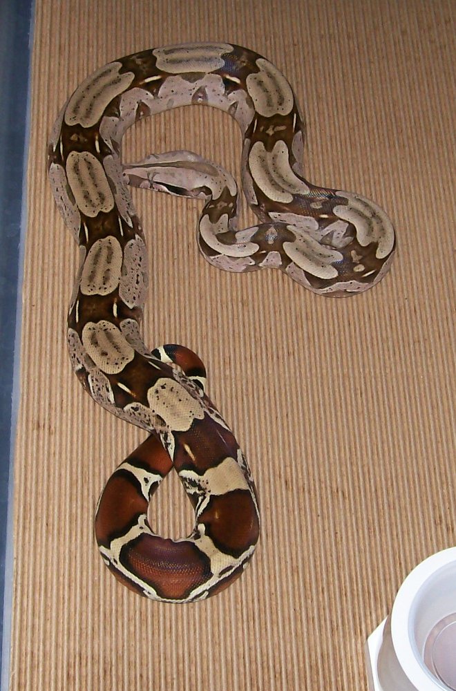 Constance 7-07 on cardboard 3