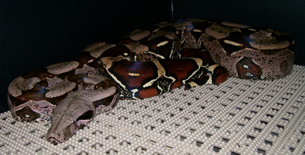 Patti 4-08 in cage face