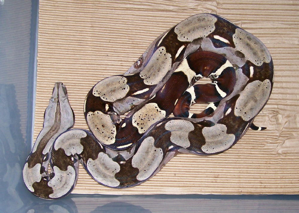 import female guyana (small) 1