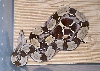 import female guyana (small) 2