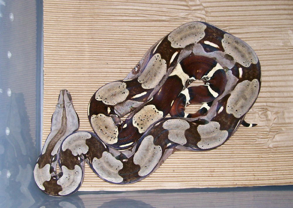 import female guyana (small) 2
