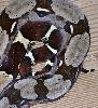 import female guyana (small) tail 1
