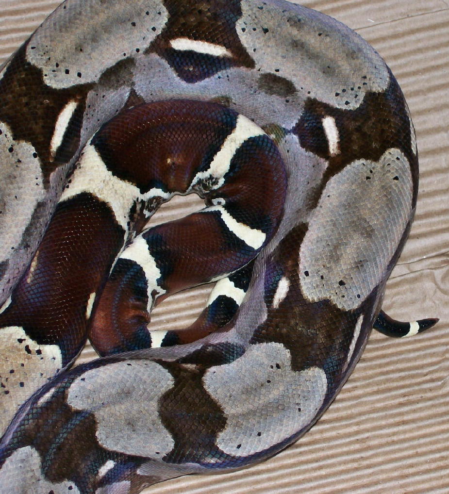import female guyana (small) tail 1