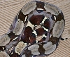 import female guyana (small) tail 2