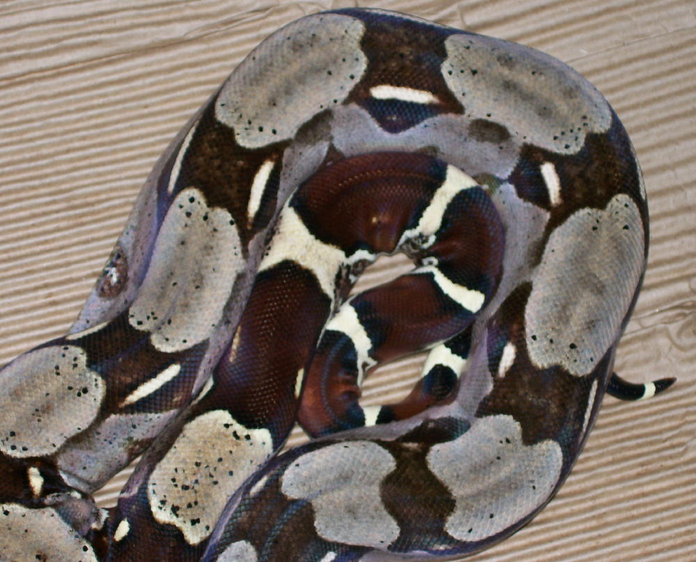 import female guyana (small) tail 2