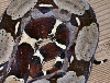 import female guyana (small) tail 3