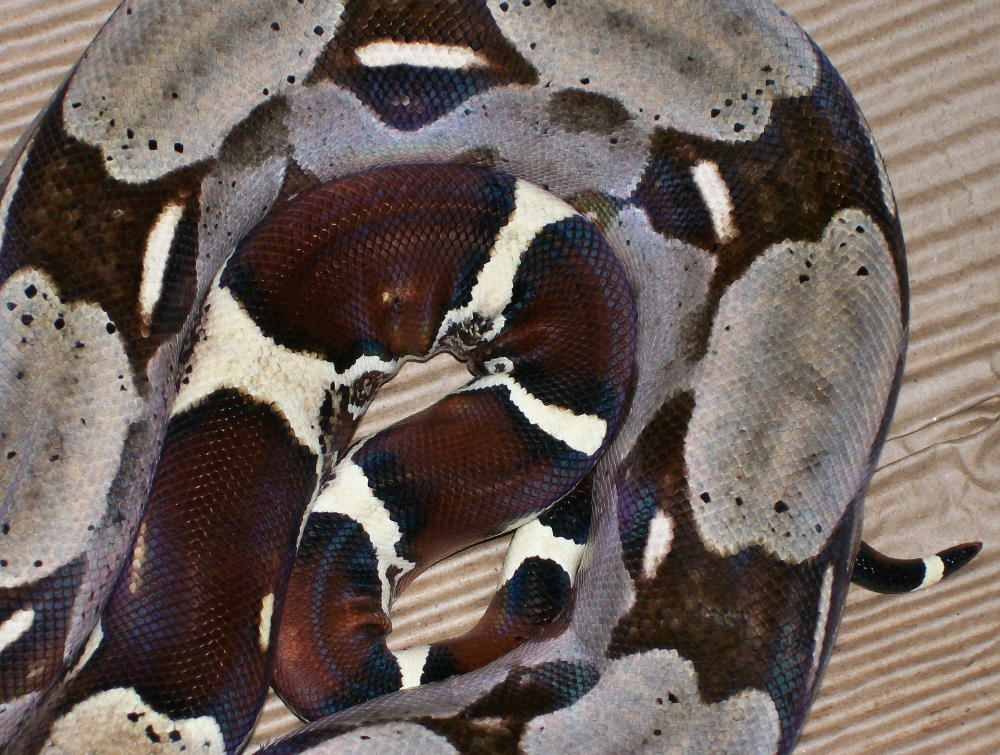 import female guyana (small) tail 3