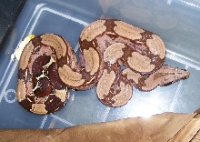 import female suri 2