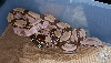 import female suri post dewormer