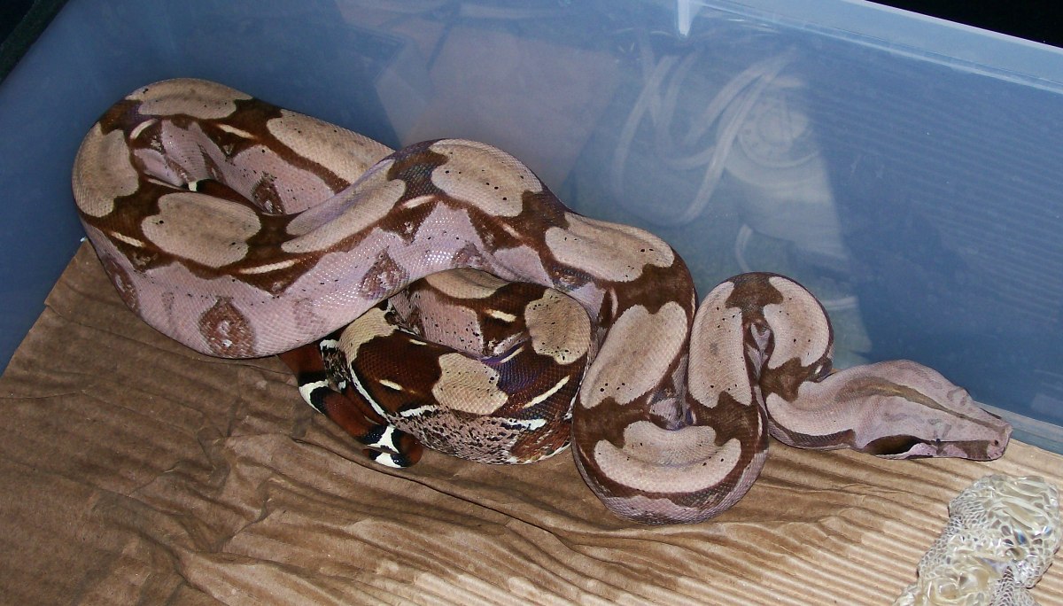 import female suri post dewormer