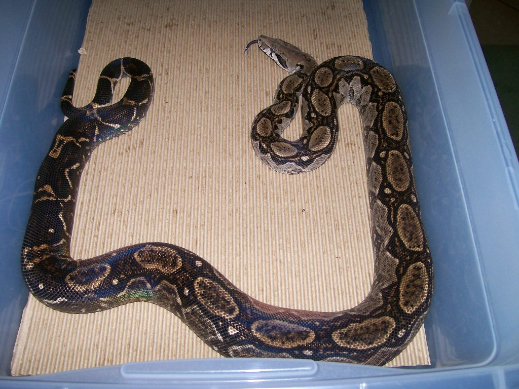 Shasta 6-07 in cage curled