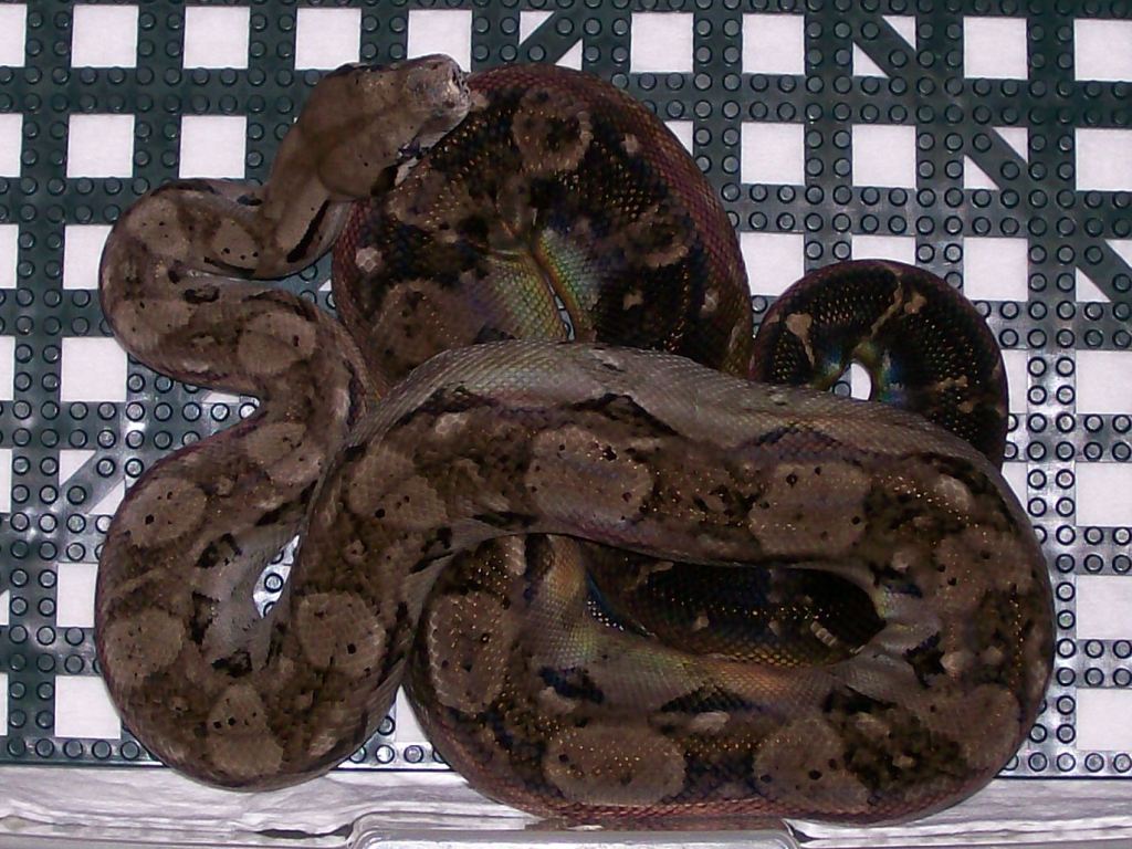 Meadow 5-08 in cage