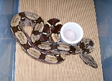 medium import guyana female