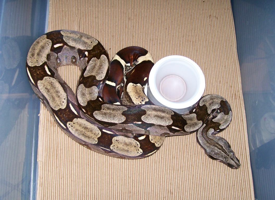 medium import guyana female