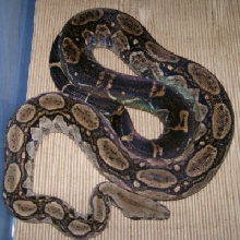 Shasta 2-07 in cage curled