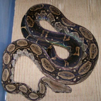 Shasta 2-07 in cage curled