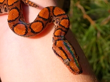 Brazilian rainbow boa