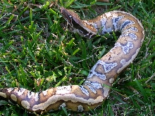 Blood python