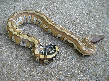 Blood python
