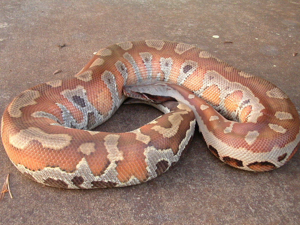 blood python