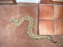female blood