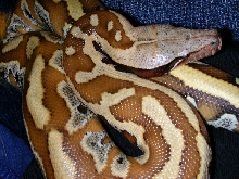 delilah