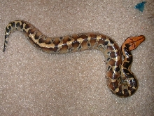 borneo male