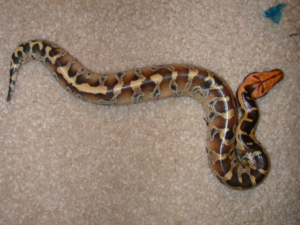borneo male