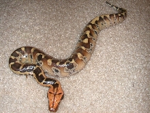borneo