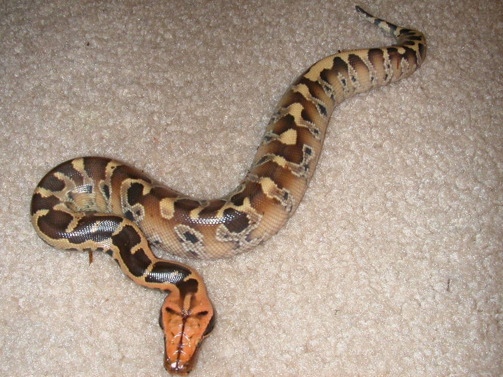 borneo