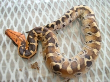 male borneo