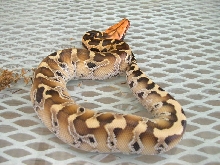 male borneo