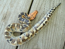 borneo