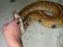 chin rub!
