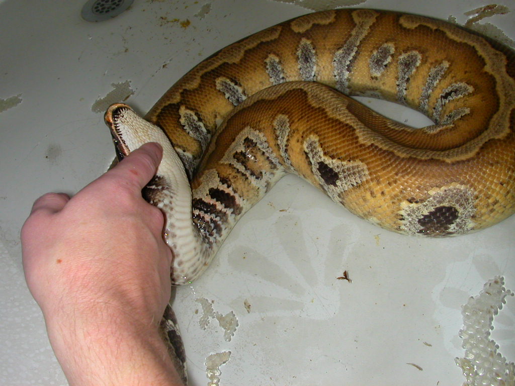 chin rub!