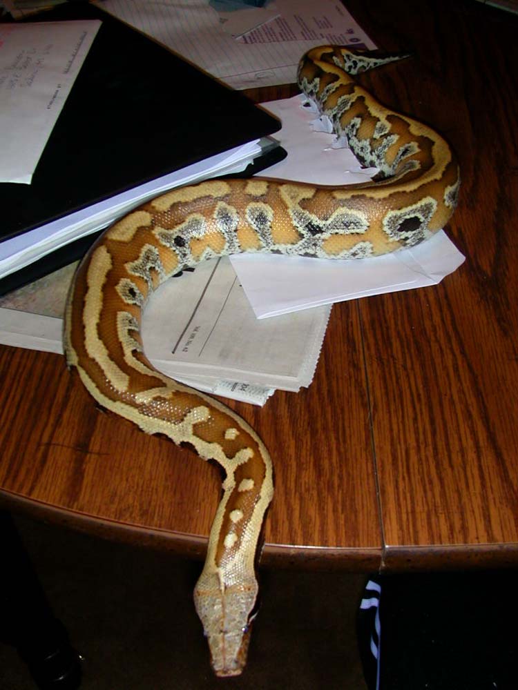 delilah