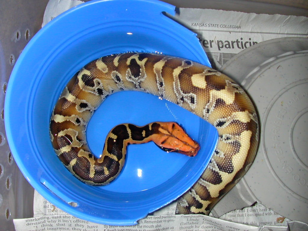 borneo male