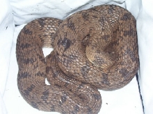 Plainbelly water snake?