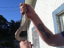 Belly view