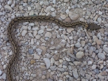 thamnophis marcianus marcianus