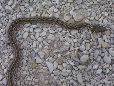 thamnophis marcianus marcianus