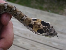 Baby hognosed